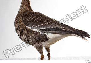 Greater white-fronted goose Anser albifrons back body tail 0001.jpg